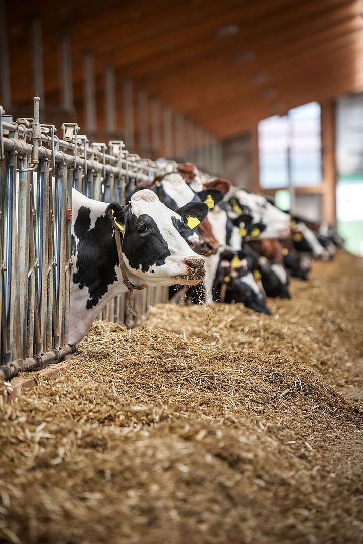 Livestock Feeding
