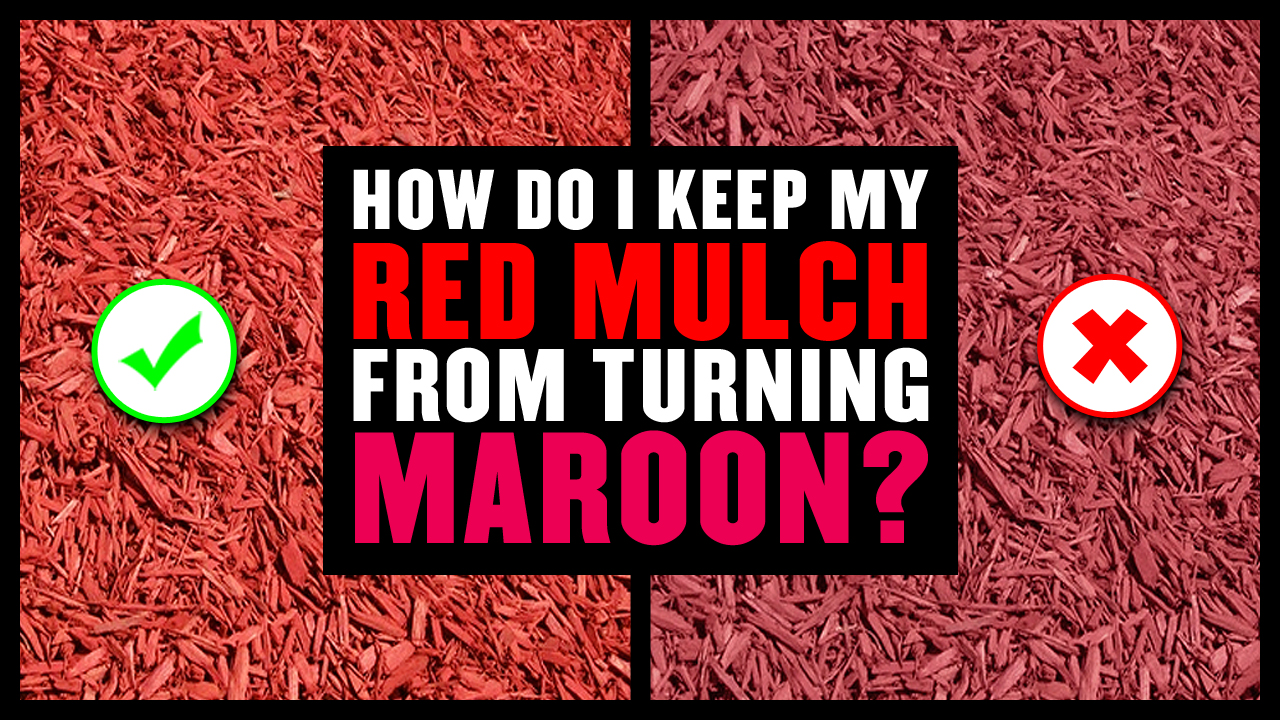 How do I keep my Red Mulch from Turning Maroon?